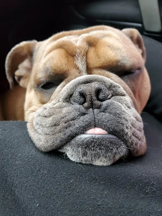 Oklahoma Humane Society Spay + Neuter Clinic Picture 4