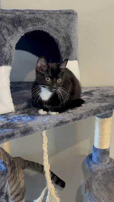 Oklahoma Humane Society Spay + Neuter Clinic Picture 5