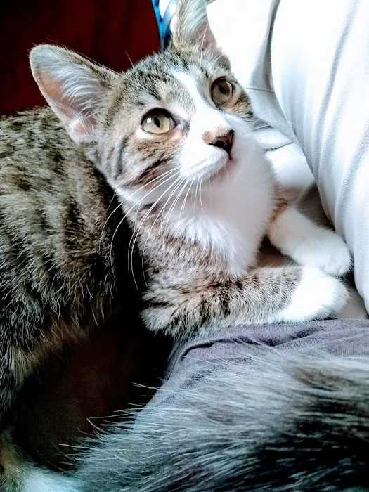 Oklahoma Humane Society Spay + Neuter Clinic Picture 6