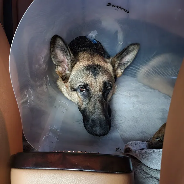 Oklahoma Humane Society Spay + Neuter Clinic Picture 7