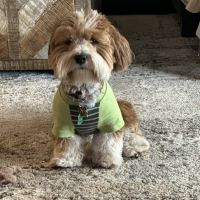 Lakeview Pet Hospital ico