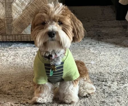 Lakeview Pet Hospital