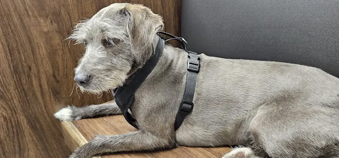 Lakeview Pet Hospital Picture 3