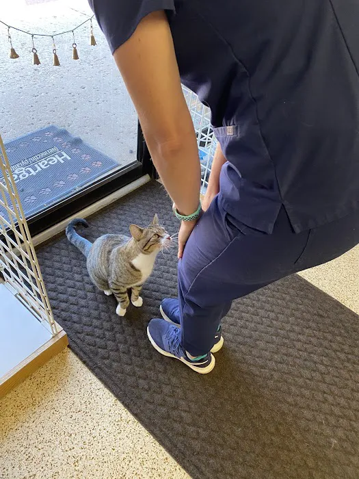 Dr. Allison Skube @ Crestwood Animal Hospital Picture 9