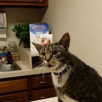 Crestwood Animal Hospital ico