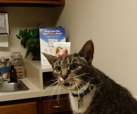 Crestwood Animal Hospital