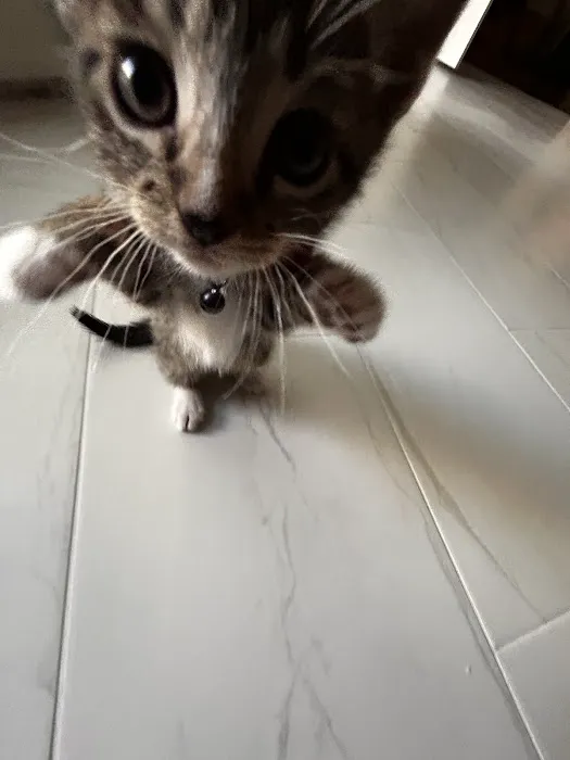 Crestwood Animal Hospital Picture 2