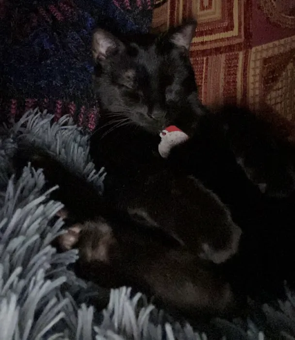 Crestwood Animal Hospital Picture 4