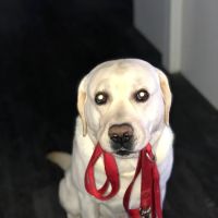 Warwick Animal Hospital ico