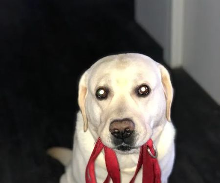 Warwick Animal Hospital