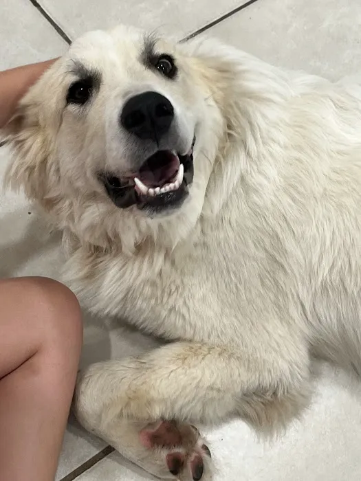 Warwick Animal Hospital Picture 6