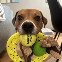 Warr Acres Animal Clinic ico