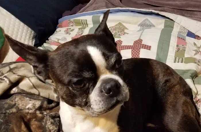 Warr Acres Animal Clinic Picture 7