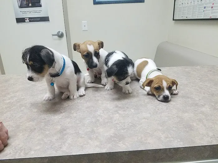 Warr Acres Animal Clinic Picture 10