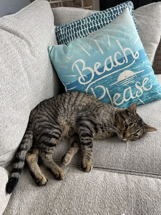 Vaughn Brooke DVM Picture 1