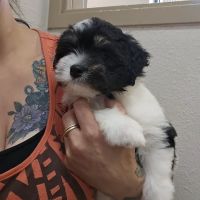 Wheatland Animal Clinic ico