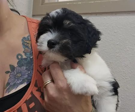 Wheatland Animal Clinic