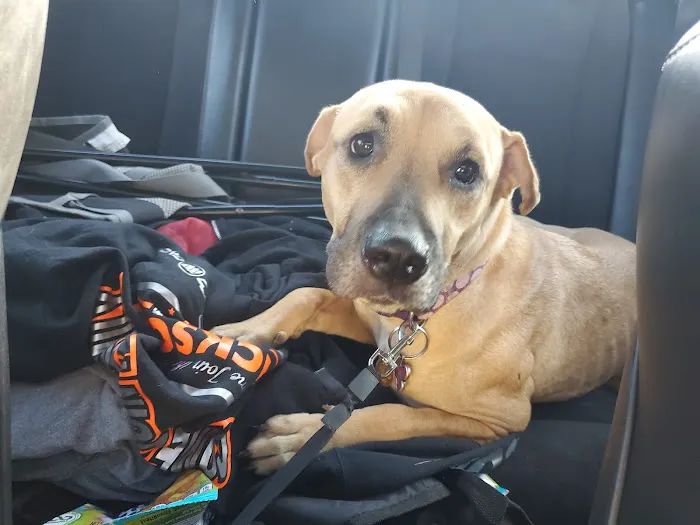 Wheatland Animal Clinic Picture 7