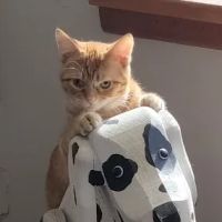 Oakwood Veterinary Clinic ico