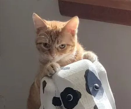 Oakwood Veterinary Clinic