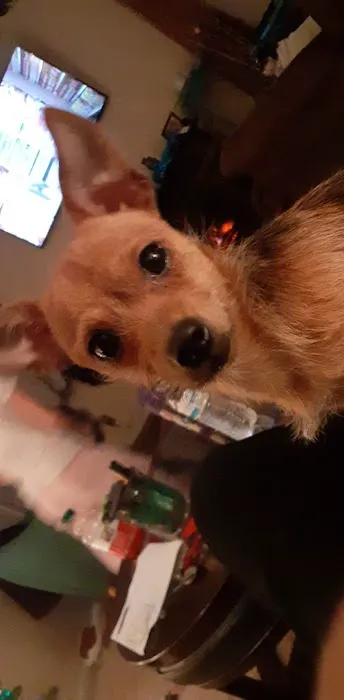 The Cat Clinic Picture 3