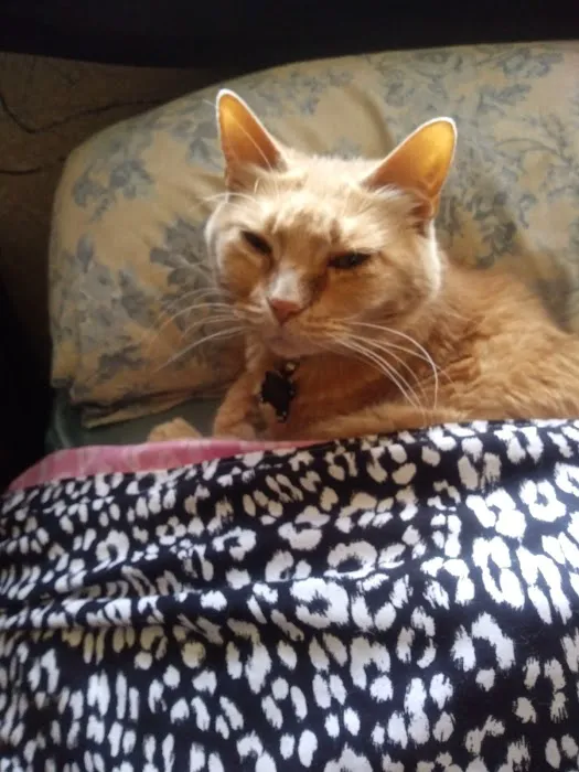 The Cat Clinic Picture 4