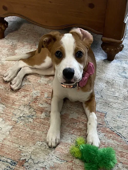 Enid Pet Hospital Picture 2