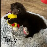 Olson Animal Hospital Inc.