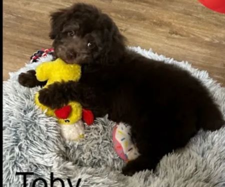 Olson Animal Hospital Inc.