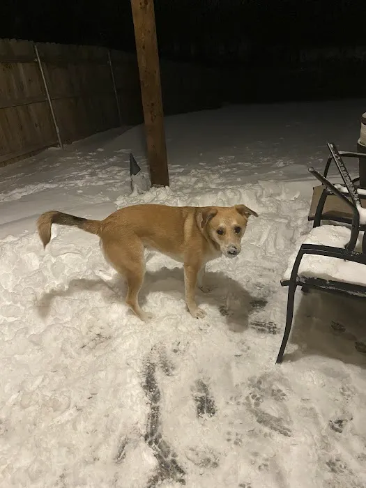 Olson Animal Hospital Inc. Picture 5