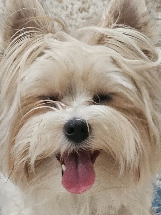 Olson Animal Hospital Inc. Picture 6