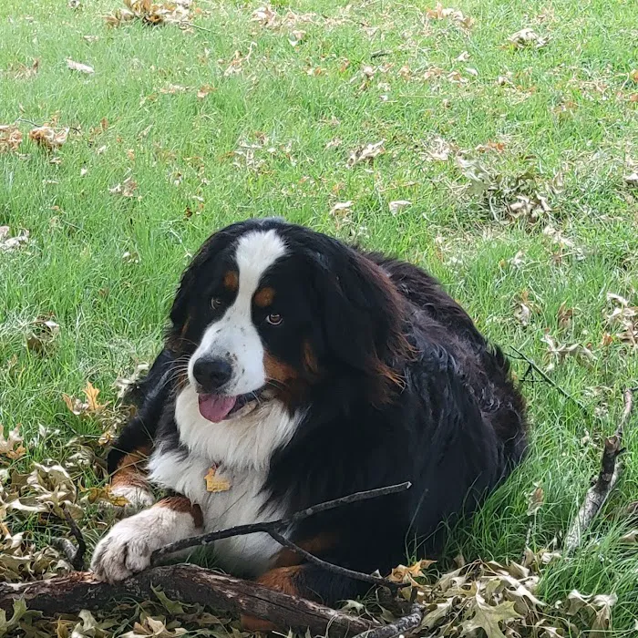 Olson Animal Hospital Inc. Picture 9