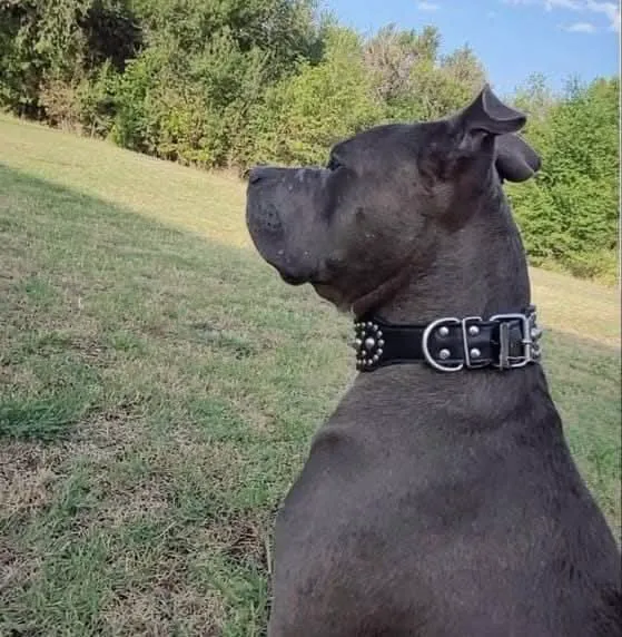 Olson Animal Hospital Inc. Picture 10