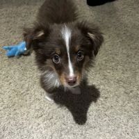 Staerkel Veterinary Clinic ico