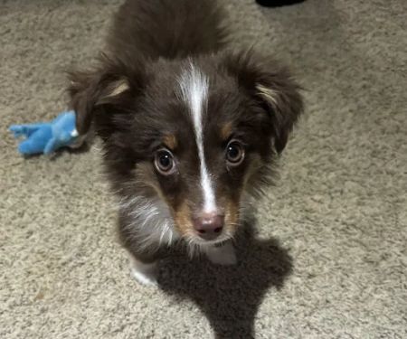 Staerkel Veterinary Clinic