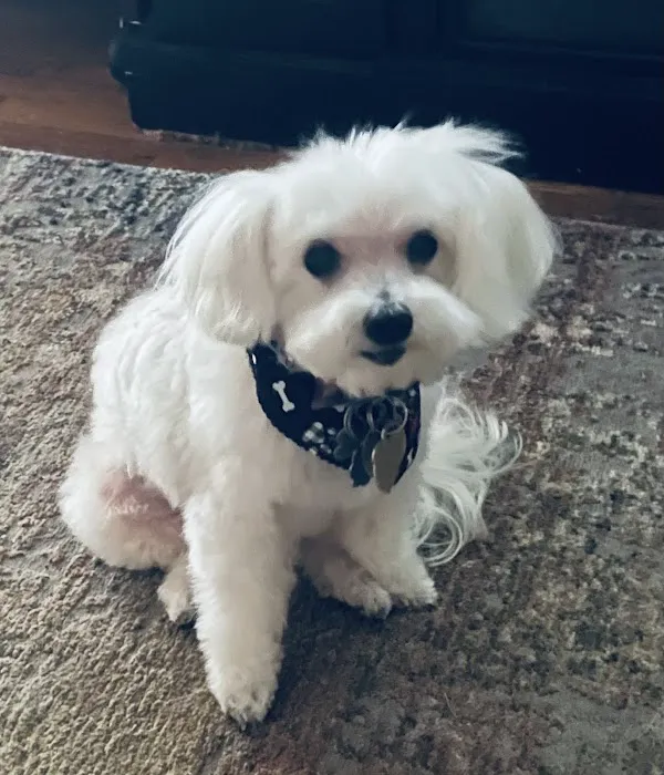 Staerkel Veterinary Clinic Picture 4