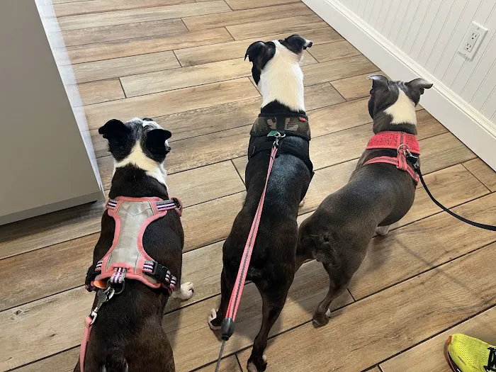 Halo Animal Hospital Picture 5