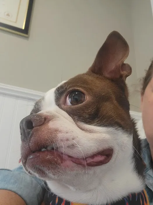 Halo Animal Hospital Picture 4