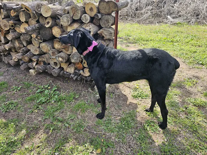 Halo Animal Hospital Picture 10