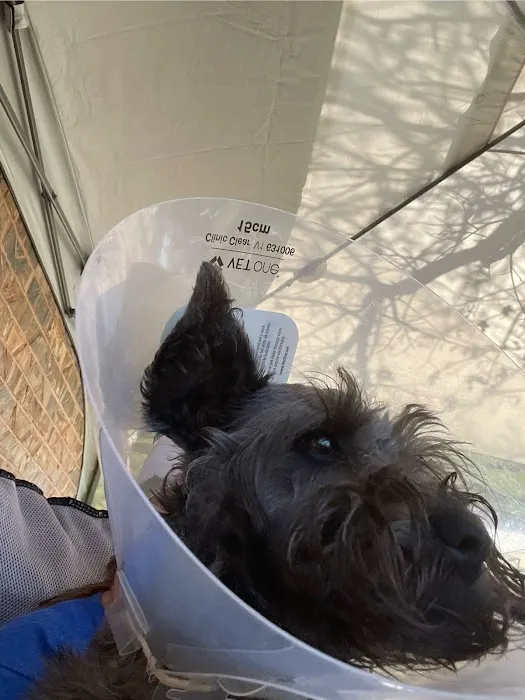 Blanchard Animal Hospital Picture 2