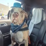 Blanchard Animal Hospital