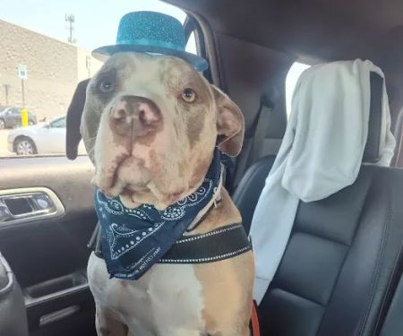 Blanchard Animal Hospital