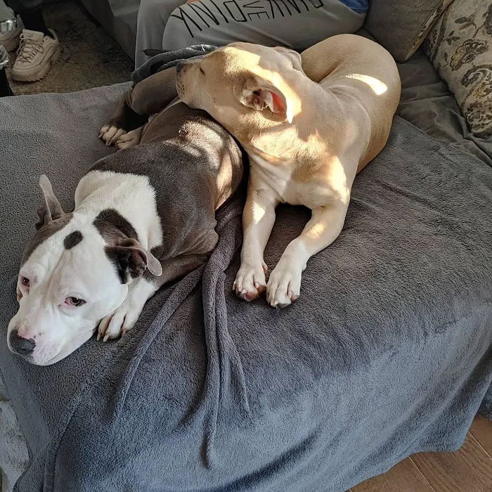 Blanchard Animal Hospital Picture 4