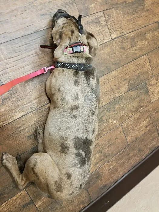 Blanchard Animal Hospital Picture 8