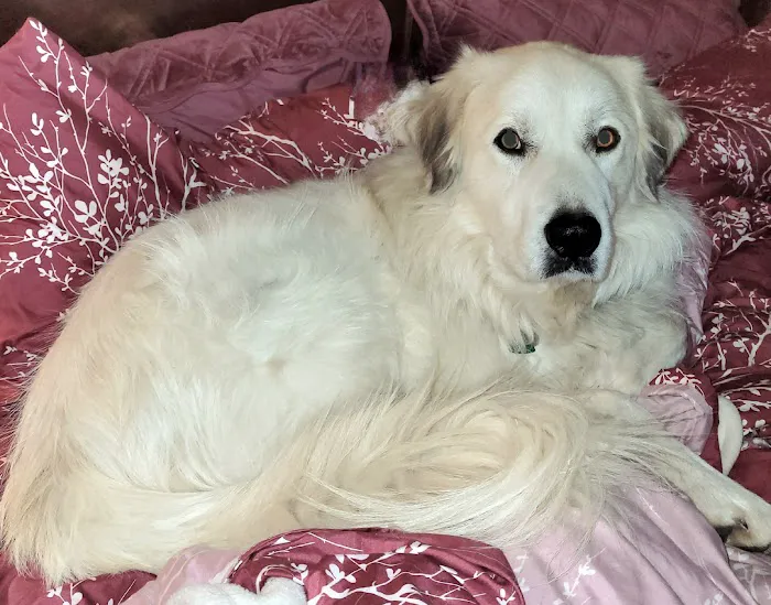 Blanchard Animal Hospital Picture 9