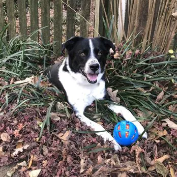 405 Vet Animal Hospital Picture 3