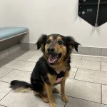 405 Vet Animal Hospital