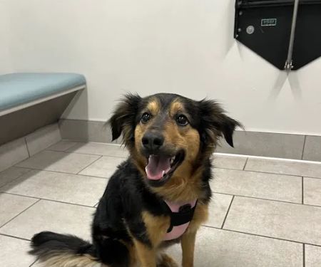 405 Vet Animal Hospital