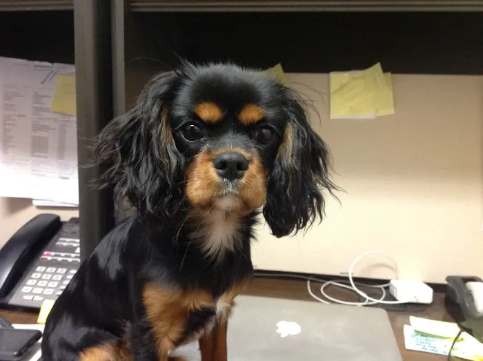 Putnam North Animal Hospital Picture 3