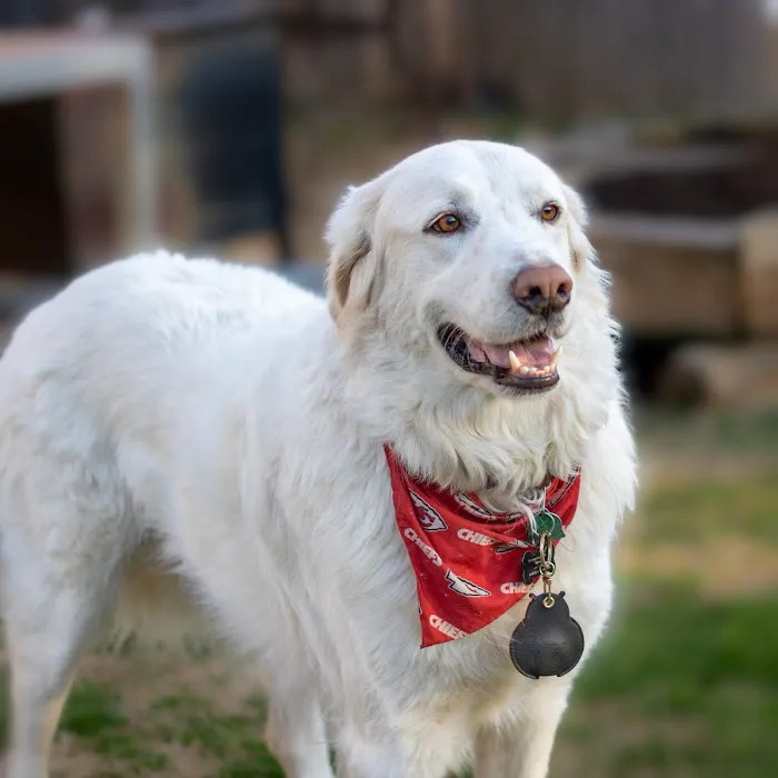 Putnam North Animal Hospital Picture 4